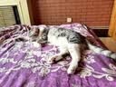 冠能猫粮成猫猫粮鸡肉味7kg 全价猫粮 稳固免疫 适口性强 实拍图