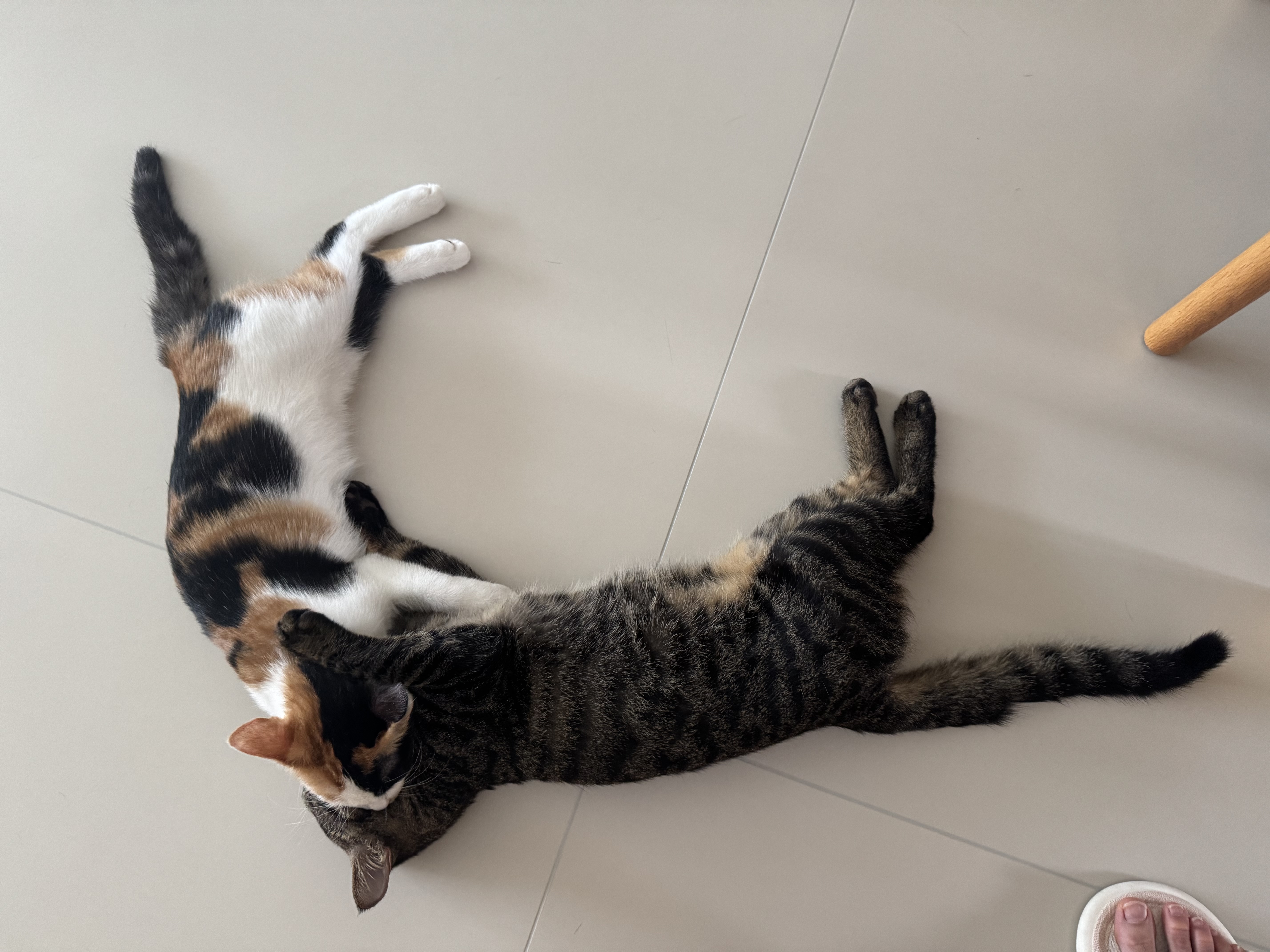 欢宠网宠物裹猫布包猫自粘猫咪包裹百贴固定器剪指甲防抓挠防跑魔术神器 实拍图