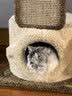 兽牌树屋猫爬架猫树猫窝一体小户型不占地豪华猫屋实木柱大猫冬季保暖 小树屋经典色 实拍图