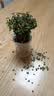 花翁栀子花盆栽四季开花卉大全树苗室内绿植好养易活茉莉花源头直发 实拍图