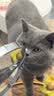 皇家（ROYAL CANIN）泌尿道处方猫粮LP34稀释尿液溶解鸟粪石结石猫全价处方粮3.5KG 实拍图