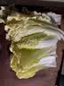【火锅季】金丝甜心娃娃菜500g（3颗装） 实拍图