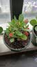 【带盆种植好】虎刺梅盆栽花卉海棠花铁海棠四季开花植物室内外种 虎刺梅2盆+原土发货 实拍图