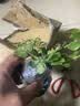 意轩【带花苞】欧月果汁阳台室内观花植物花卉盆栽四季开花月季 小苗【带花苞发】 实拍图