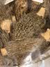 京鲜生羊肚菌干货5-7cm净重62g云南特产菌菇干货煲汤火锅食材源头直发 实拍图