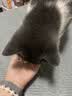 素力高（SolidGold）猫粮金素鸡升级款 成幼猫进口高蛋白3磅/1.36kg【试吃装】 实拍图