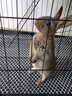 蔻丝兔笼子家用室内专用兔笼子大号加粗方管兔笼养兔子窝兔子笼子 【78_55_100】大双层 带阁楼 实拍图