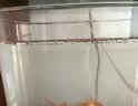 宠街坊鱼缸一体缸造景生态小鱼缸桌面水族箱金鱼斗鱼PET透明鱼缸送礼 实拍图