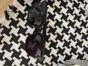 京东京造【方圆大框】舒适偏光太阳镜  防晒户外骑行眼镜男女墨镜 透黑色 实拍图