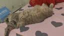 好主人（CARE）金装无谷猫粮通用高肉高蛋白【升级金装80%含肉量】成猫粮2.5kg 实拍图