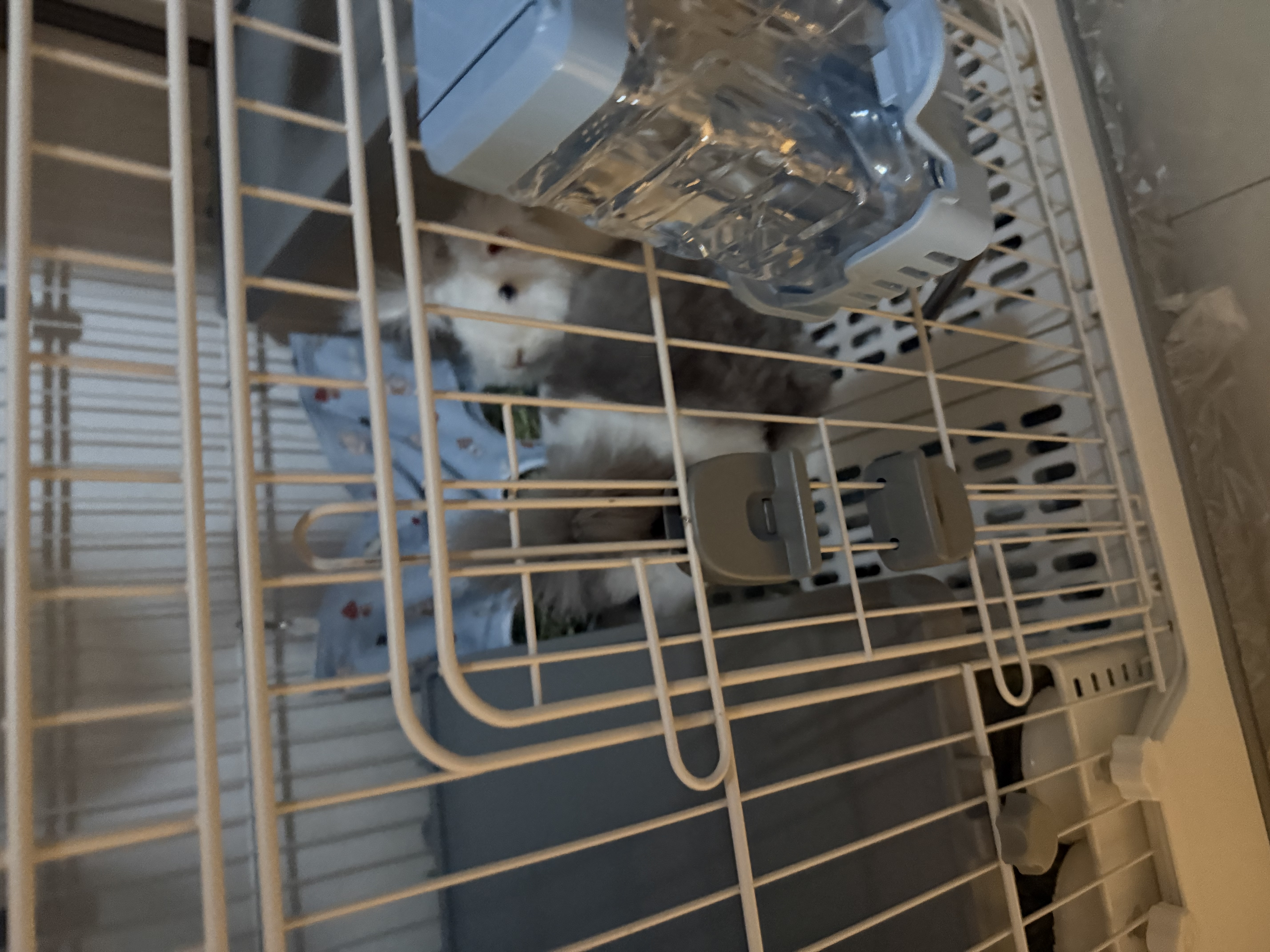 BCM兔子草袋 小宠悬挂式干草喂食袋子 荷兰猪豚鼠龙猫兔子提摩西草架 实拍图