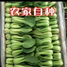 安徽云南种植上海青四季青蔬菜类新鲜现发青菜小青菜绿叶菜香菇菜 5斤纸箱装 小青菜 实拍图