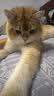 COCS猫包外出便携包手提式宠物包加大猫笼透气可折叠斜挎猫箱车载猫包 米白色 (尺寸47*30*30cm  适合15斤内宠物) 猫包 实拍图