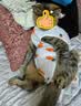 欢宠网宠物猫咪绝育服猫手术服母猫衣服断奶术后恢复猫猫小猫透气防舔衣 实拍图