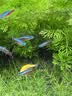 尼特利二代水草泥鱼缸专用水藻泥生态草缸底砂营养土1.5L/袋 实拍图