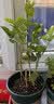 茉莉花苗盆栽带花苞九里香老桩驱蚊花卉植物室内浓香四季开花好养 小份茉莉花【2-3颗】一点苞   不含盆 实拍图