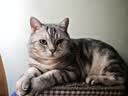 pidan猫砂 豆腐猫砂2.4kg*6包强力吸臭纯猫砂 可冲厕所非膨润土砂 实拍图