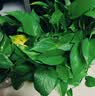 京东绿植绿萝盆栽除甲醛花卉绿植办公室新房净化空气180加仑4盆装源头直发 实拍图