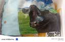 春禾秋牧 阿根廷安格斯原切上脑牛排1kg/5片 牛肉生鲜 火锅烧烤炒菜食材 实拍图