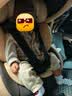 Heekin舒悦新生婴幼儿童安全座椅汽车用0-6-12岁宝宝车载可坐躺通风加热 舒悦-基础款-云深灰【新国标+isize认证】 实拍图