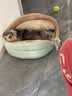 华元宠具（hoopet）猫窝四季通用猫咪床狗狗窝秋冬季保暖宠物沙发小型犬可拆洗睡垫子 实拍图