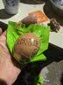瑾贝13天金凤活珠子五香味50g*20枚新鲜开袋即食加蘸料钢化蛋熟鸡胚蛋 实拍图