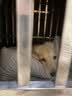 MAG狗狗螯合液体钙乳钙220ml 犬用幼犬成犬宠物钙片钙粉猫咪钙液补钙 实拍图