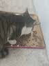 伟嘉猫粮 鲜肉粮肠胃呵护 高蛋白易消化全价成猫鲜肉粮 500g 实拍图