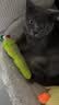 欢宠网猫玩具猫咪猫薄荷球抱枕逗猫棒磨牙洁齿猫猫小猫幼猫宠物自嗨解闷 实拍图