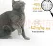 皇家猫粮 英短成猫粮 BS34 通用粮 12月以上 2KG 实拍图