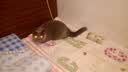 喵梵思猫主粮全价猫粮全期全种通用幼猫成猫营养宠物猫粮猫主粮 40%蛋白海辰3.6斤 2个月及以上 实拍图