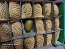 佳沛（zespri）新西兰金奇异果18粒优选果103-124g猕猴桃水果礼盒 实拍图