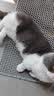 海洋之星低温烘焙猫粮冰川三文鱼猫干粮 全价成猫幼猫粮试吃一斤试用装 实拍图