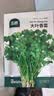 北蔬香菜种子苗大叶芫荽抗寒冬根四季菜籽 大叶香菜籽种子20g约2000粒 实拍图