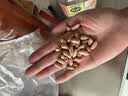 享食兔瘪花生1000g甘甜生花生山东特产干瘪花生米仁2026小花生米新货 实拍图