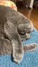 伯纳天纯猫粮经典成猫猫粮 12月龄以上经典系列1.5kg/3斤 实拍图