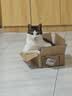 好主人金装好主人猫粮2.0 成猫幼猫蓝猫英短通用全价无谷冻干 【成猫专用】金装成猫粮10斤 实拍图