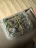 花行榜菩提树盆栽小盼菩提盆景带果中式禅意桌面摆件室内绿植物源头直发 实拍图