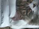 冠能猫粮成猫猫粮三文鱼味2.5kg+室内成猫猫粮2.5kg 控制毛球 实拍图