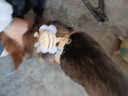 小蜜蜂牵引绳猫咪牵引绳防脱挣脱工字调节宠物狗绳背带小型犬 柠檬黄【牵引绳约长1.2米左右】 S码【建议2斤-6斤】 实拍图