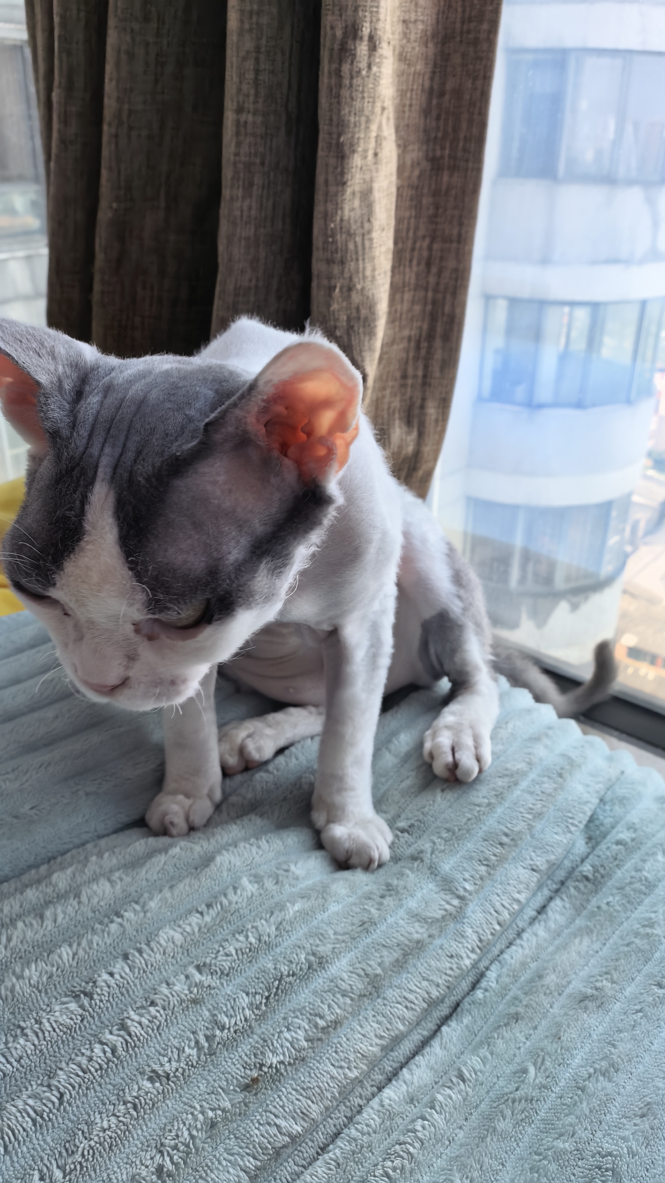 LEGENDSANDY蓝氏猫零食全价猫主食湿粮超能奶盾厚乳酪酪勺混合味100g(10g*10) 实拍图