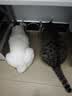冠能猫粮成猫猫粮三文鱼味7kg 全价猫粮 稳固免疫 适口性强 实拍图