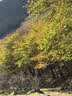 神火（SupFire）户外登山杖铝合金T柄超轻拐杖徒步健走爬山伸缩非折叠棍儿童手杖 实拍图