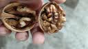 当季新疆 薄皮核桃 阿克苏特产手剥生核桃原味 源头直采 每日坚果 新疆185手剥核桃 （送核桃夹）5斤装 实拍图