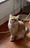 红狗【营养膏领导者】猫咪狗狗营养膏宠物幼犬猫乳铁蛋白维生素120g*2 实拍图
