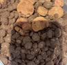 LEGENDSANDY蓝氏狗粮狗零食真鲜乳鸽冻干鲜肉犬粮尝鲜组合泰迪柯基 实拍图