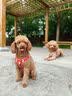 疯狂小狗狗粮小型犬幼犬成犬比熊柯基泰迪肉粒双拼粮去泪痕5kg10斤 实拍图