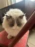 好主人（CARE）金装好主人猫粮无谷猫粮全价成猫通用80%含肉量10kg【宠物金选】 实拍图
