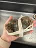 【活蟹】漁家师傅大闸蟹公3.5-3.8两母2.5-2.8两4对8只鲜活螃蟹现货生鲜礼盒中秋送礼 实拍图