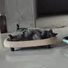 喵仙儿猫抓板猫窝一体耐磨不掉屑猫爪板大号剑麻猫玩具猫沙发 实拍图